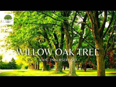 TN Nursery Video On Willow Oak Tree