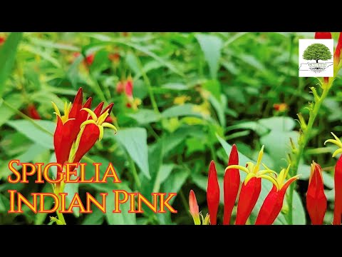 TN Nursery video on  Spigelia Indian Pink
