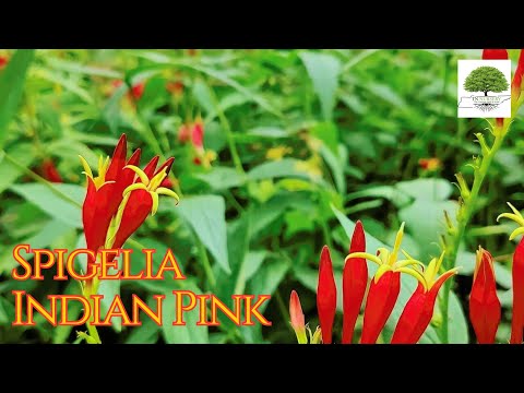 indian pink plant seeds Indian Pink Plant