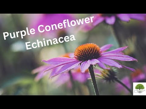 TN Nursery video on Echinacea Plant
