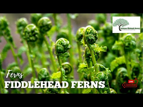 TN Nursery video on FIDDLEHEAD FERN
