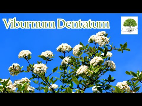 TN Nursery video on  Viburnum Dentatum
