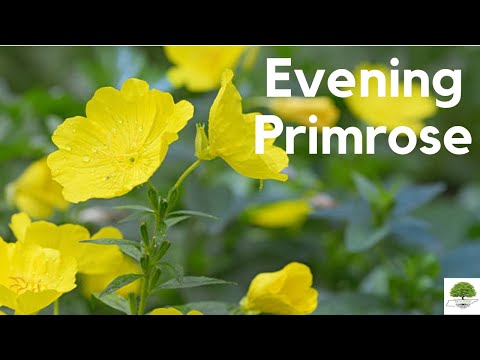 TN Nursery Video on Evening Primrose