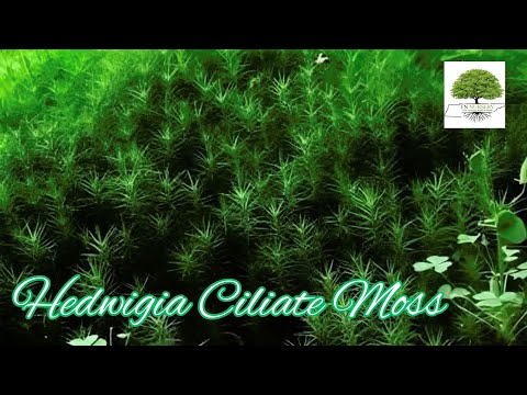 TN Nursery video on  Hedwigia Ciliate Moss


