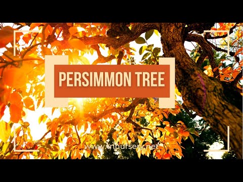 TN Nursery video on Persimmon
Tree