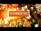 Buy Persimmon Seedlings Wholesale online at TN Nursery today 