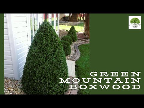 TN Nursery video on  Green Mountain Boxwood
