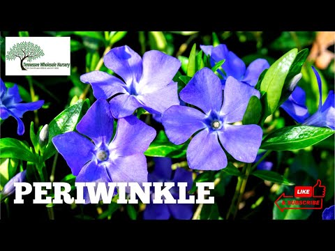 TN Nursery video on Periwinkle Plant
