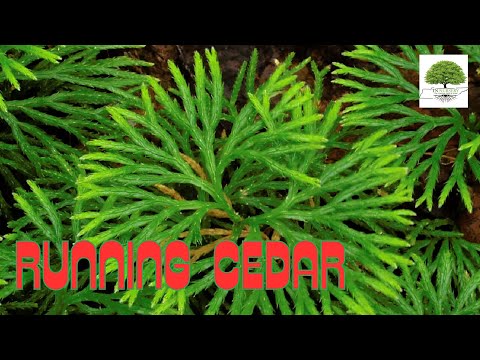 TN Nursery video on Running Cedar
