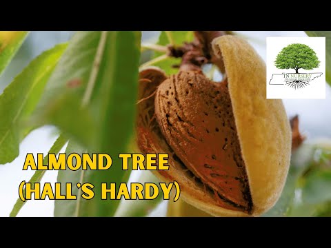 TN Nursery video on Almond Tree 