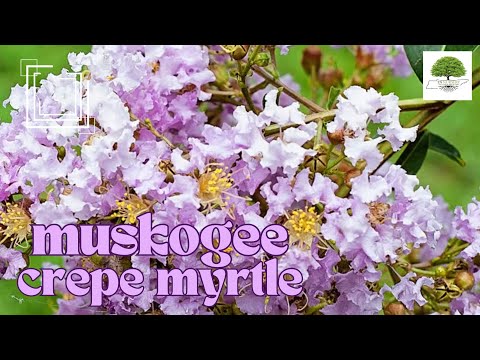 TN Nursery video on  Muskogee Crepe Myrtle
