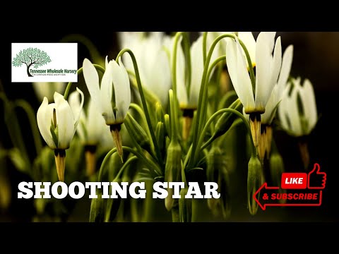 TN Nursery video on   Shooting Star Plant
