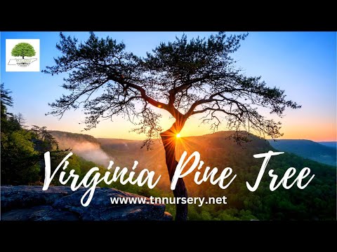 TN Nursery video on Virginia Pine 
tree