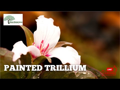 TN Nursery video on Painted Trillium
