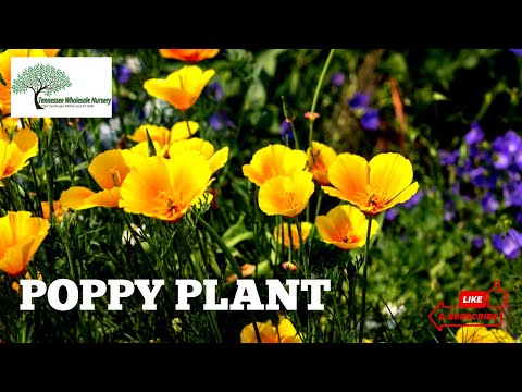 TN Nursery video on Celandine Poppy
