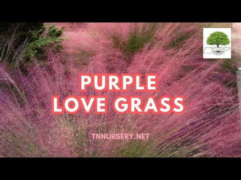 TN Nursery video on Purple Love Grass
plants

