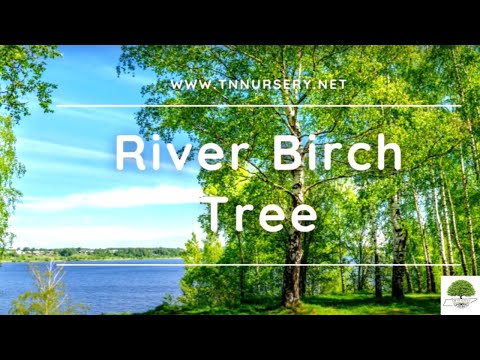 TN Nursery video on River Birch 
tree