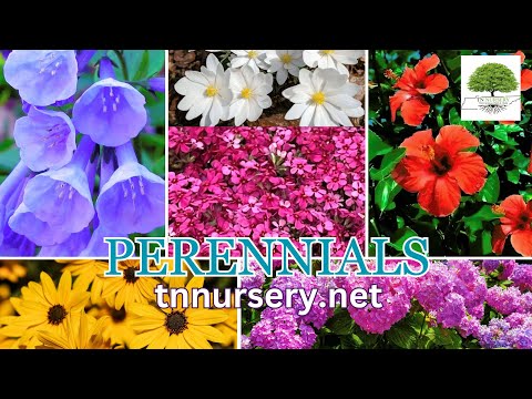 TN Nursery video on Perennials
