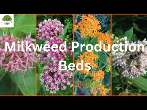 TN Nursery video on Butterfly Milkweed
