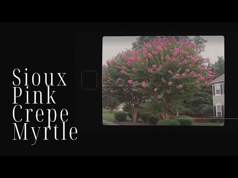 Pink Crepe Myrtle Tree
