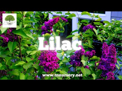 TN Nursery video on  Lilac Shrub
