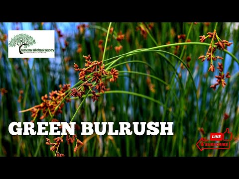 TN Nursery video on Bulrush
