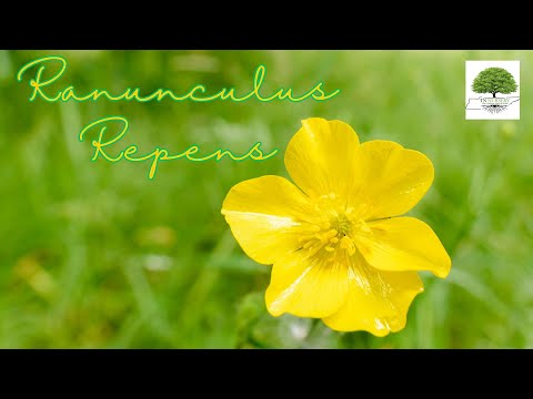 TN Nursery video on    Ranunculus Repens