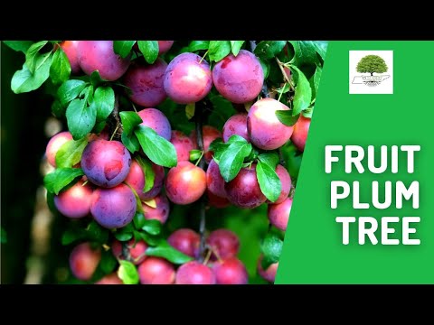 TN Nursery video on    Plum Fruit Tree
