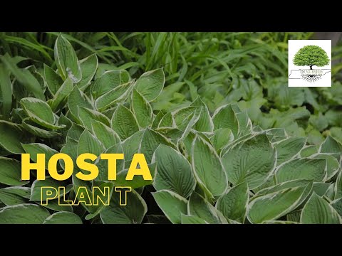 TN Nursery video on  Hosta plant
