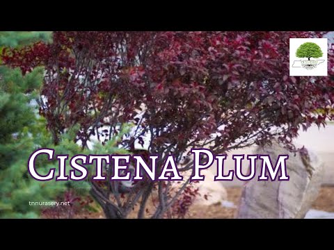 TN Nursery video on Cistena Plum 
