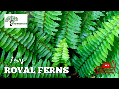 TN Nursery video on Royal Fern
