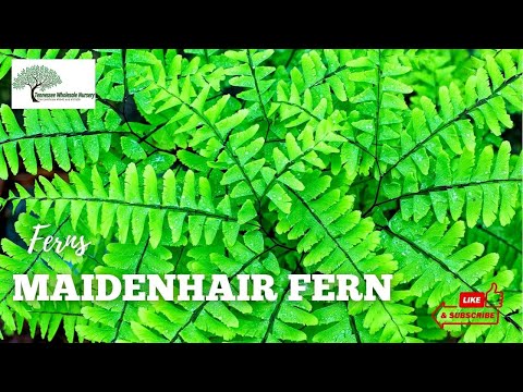 TN Nursery video on  Maidenhair Fern
