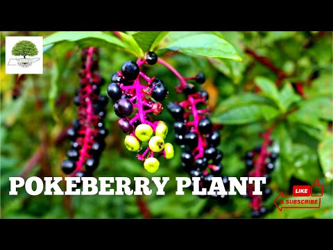 TN Nursery video on    Pokeberry Plants
