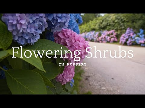 TN Nursery video on Flowering Shrubs
