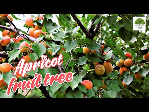 TN Nursery video on  Apricot Fruit Tree 
