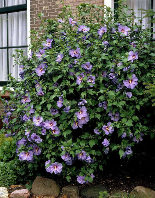 Purple Hibiscus - TN Nursery