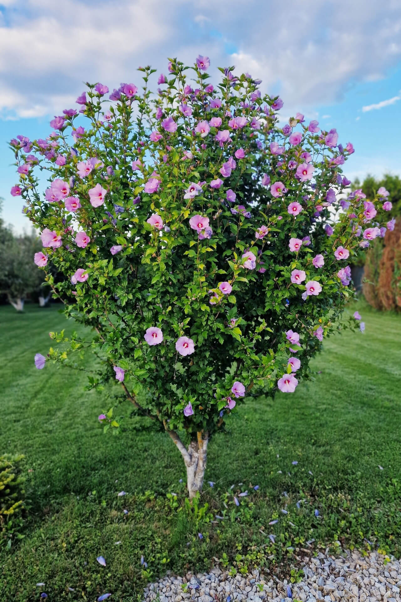 Purple Hibiscus - TN Nursery