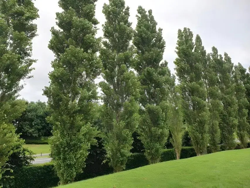 Quaken Aspen (Lombardy Poplar) - TN Nursery