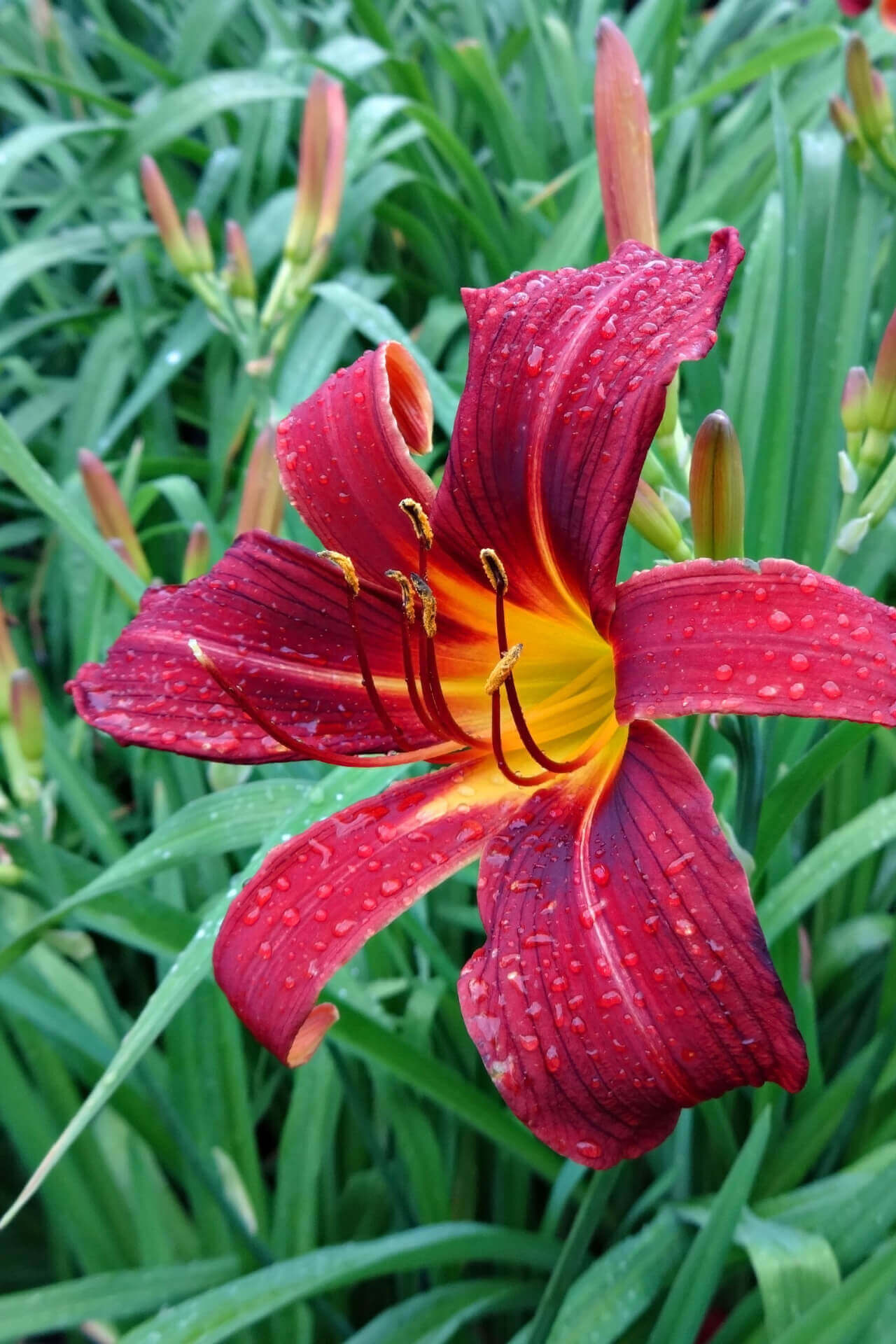 Red Daylily - TN Nursery