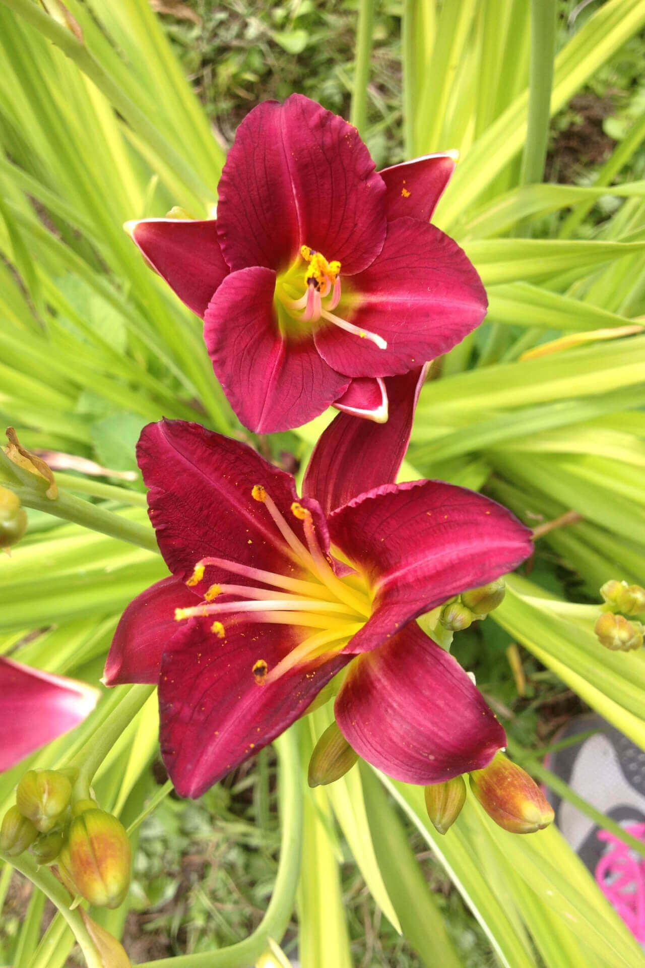 Red Daylily - TN Nursery