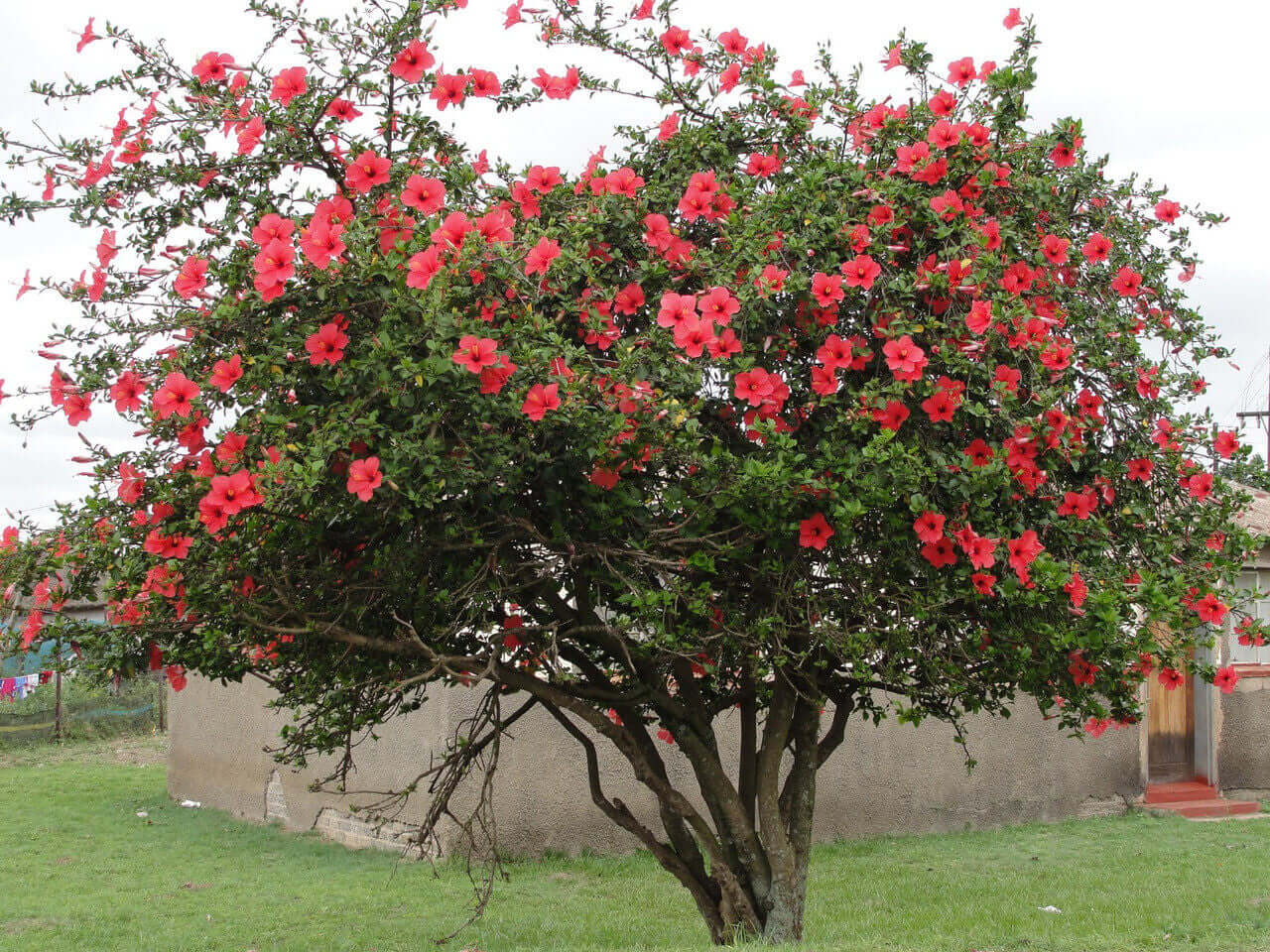 Red Hibiscus - TN Nursery