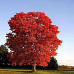 Red Maple Tree Seedlings - TN Nursery