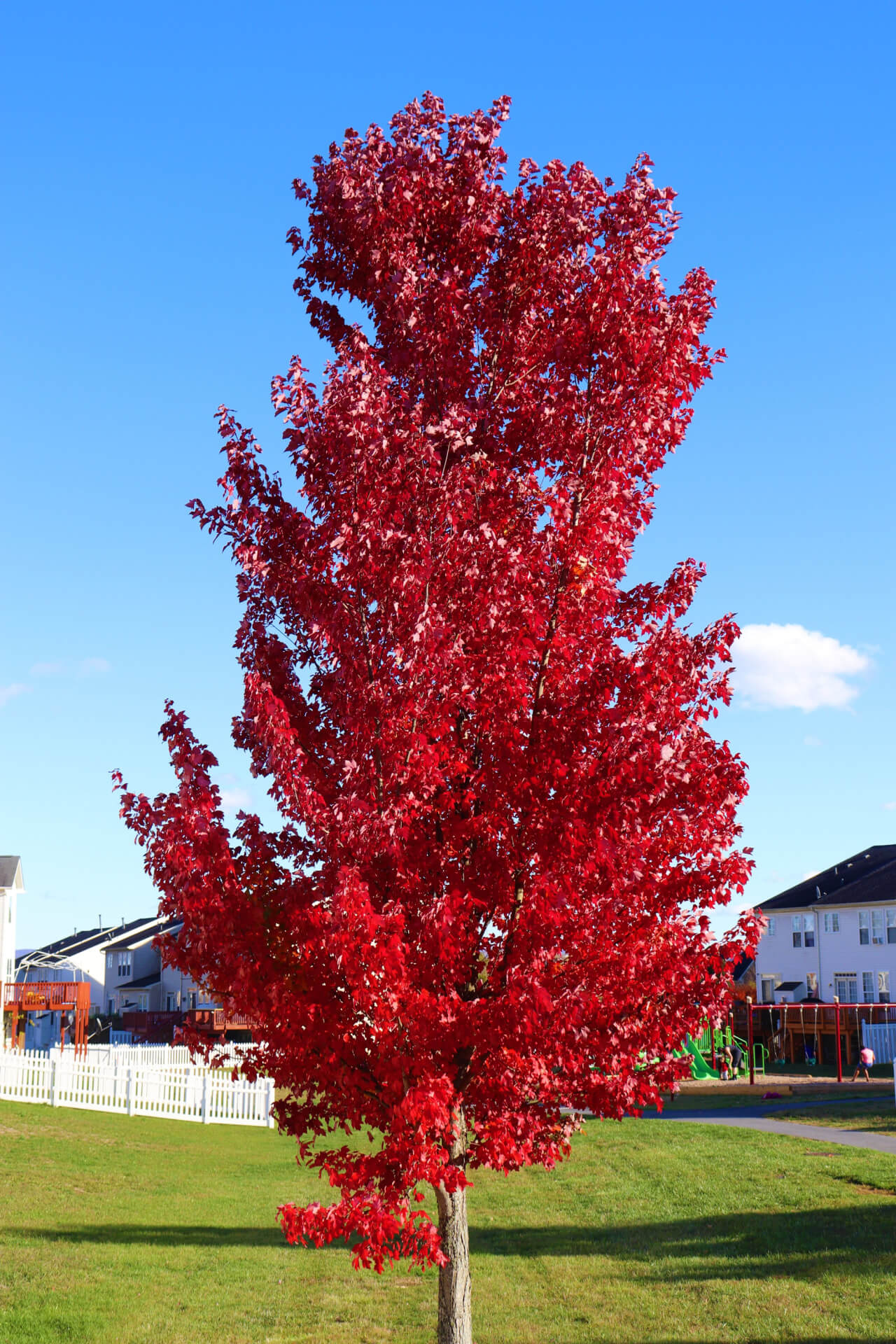 Red Maple Tree - TN Nursery