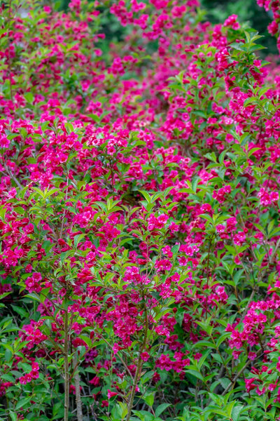 Red Weigelia - TN Nursery