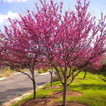 Redbud Seedlings - TN Nursery