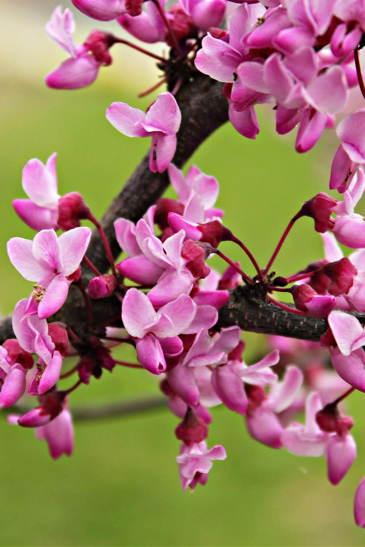 Redbud Seedlings - TN Nursery