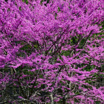 RedBud