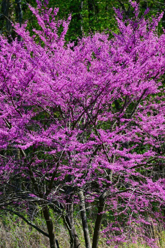 RedBud