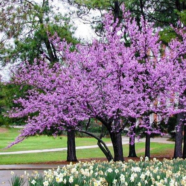 Forest Pansy Redbud