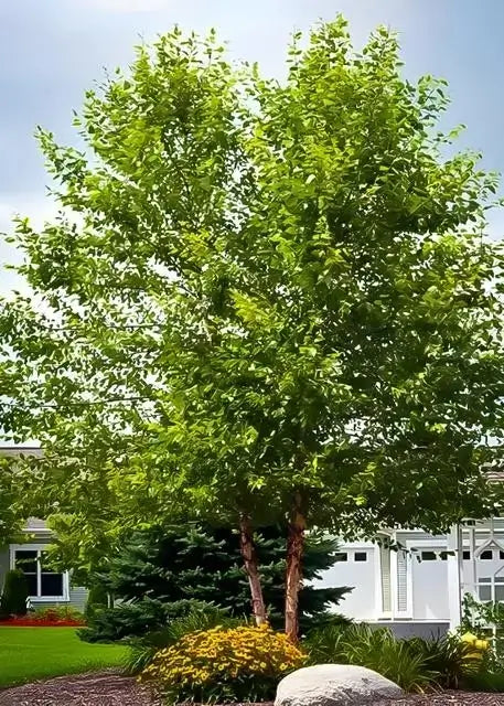 River Birch Tree - TN Nursery